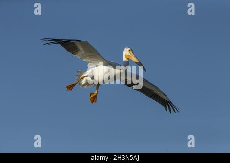 Amerikanischer weißer Pelikan im Flug Stockfoto