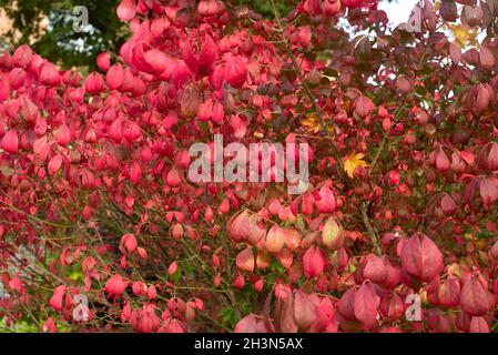 Die feurige Herbstfärbung des Baumes Spindel, Euonymus alatus Stockfoto