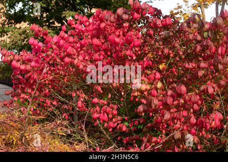 Die feurige Herbstfärbung des Baumes Spindel, Euonymus alatus Stockfoto