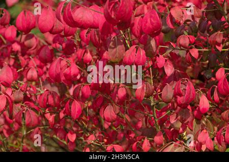 Die feurige Herbstfärbung des Baumes Spindel, Euonymus alatus Stockfoto