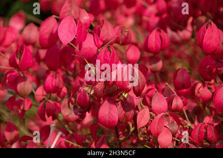 Die feurige Herbstfärbung des Baumes Spindel, Euonymus alatus Stockfoto