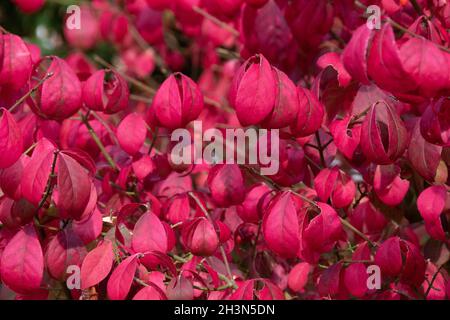 Die feurige Herbstfärbung des Baumes Spindel, Euonymus alatus Stockfoto