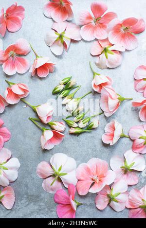 Studioaufnahme von rosa Geranienblüten Stockfoto