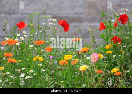 Bunte Blumenwiese mit verschiedenen Wildblumen vor einer Backsteinmauer als Hintergrund. Stockfoto