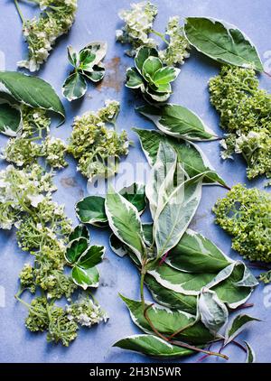 Studioaufnahme von Frühlingsblüten und Blättern Stockfoto