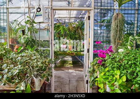 Der Eingang im Gewächshaus ist voll mit grünen Pflanzen und violetten Orchideen Stockfoto
