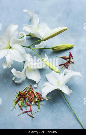 Studioaufnahme von weißen Lilien mit geschnittenen Staubblättern Stockfoto