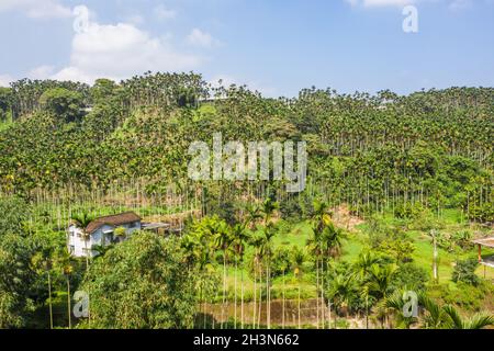 Landschaft von Betelnussbaum unter dem Himmel Stockfoto