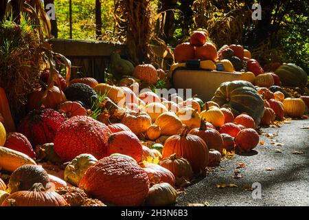 Berge von Kürbissen und Kürbissen auf der Straße mit Herbstdekor Stockfoto