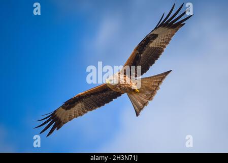 Red Kite fliegt in blauem Himmel Stockfoto