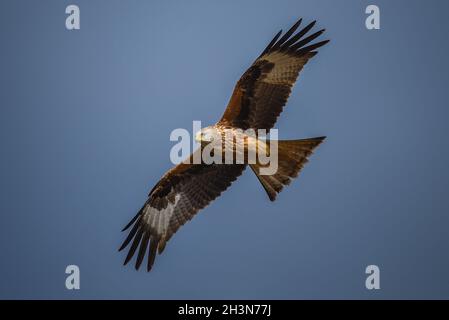 Red Kite fliegt in blauem Himmel Stockfoto