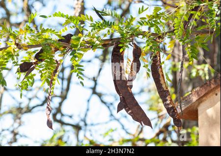 Die Johannisbeere (Ceratonia siliqua) ist ein blühender immergrüner Baum in der Caesalpinioideae-Unterfamilie der Hülsenfrüchte, Fabaceae. Pod-Details. Stockfoto