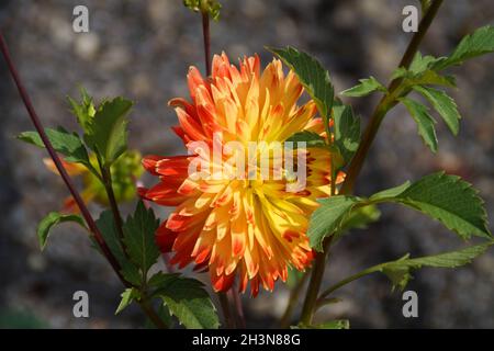 Eine wunderschöne sonnenbeleuchtete große gelbe Dahlia-Blume mit orangefarbenen Fransen Stockfoto