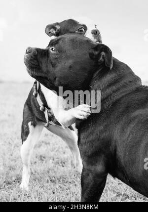 Boston Terrier Welpe mit ihren Pfoten um den großen Hals eines Staffordshire Bull Terrier. Sie umarmen oder ringen.das Bild ist schwarz und weiß Stockfoto