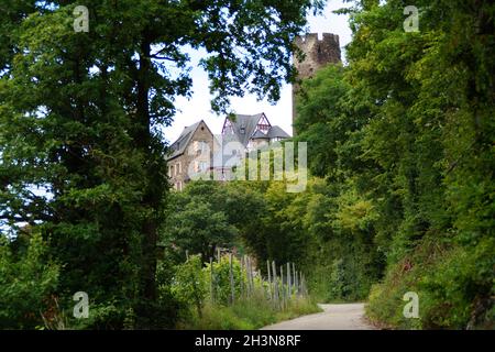 Ein schöner Weinberg mit Schloss Thurant im Hintergrund (Alken an der Mosel, Deutschland) Stockfoto