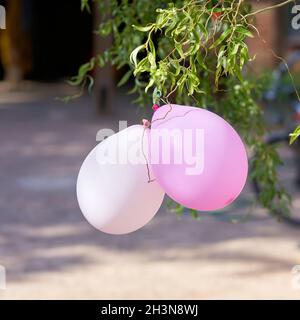 Bunte Luftballons auf einem Baum Stockfoto