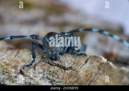 Vorderansicht des Kopfes eines asiatischen Langhornkäfer (Anoplophora glabripennis) in Magdeburg Stockfoto