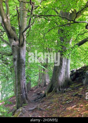 Hohe Waldbuchen mit leuchtend grünen Sommerblättern auf einem Hügel in Krähennest-Wäldern in West yorkshire Stockfoto