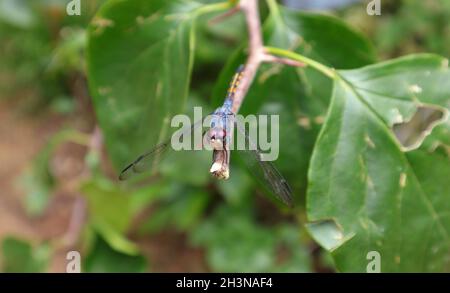 Blick in den hohen Winkel auf eine purpurrote, fetter Libelle, die auf einer Bougainvillea-Zweigspitze thront Stockfoto