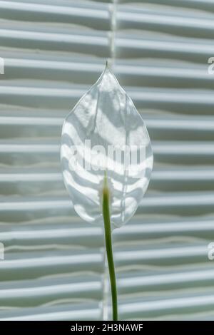 Spathiphyllum Blume auf gestreiftem unscharfem Hintergrund. Weiße Blume hinterleuchtete Sonneneinstrahlung gegen Fensterläden. Naturtapete. T Stockfoto