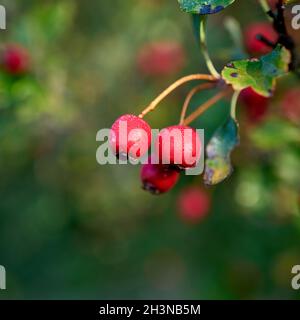 Die Früchte des Weißdorns (Crataegus monogyna) Mit Tau Tropfen im Herbst in einem Park Stockfoto