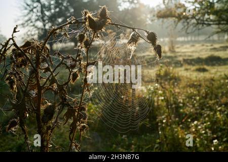 Natürliche Landschaft mit einem Spinnennetz in Hintergrundbeleuchtung in den frühen Morgen Stockfoto