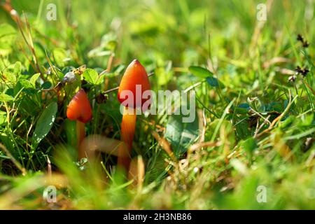 Hexenhut (Hygrocybe conica) auf einer Wiese in einem Park im Herbst Stockfoto