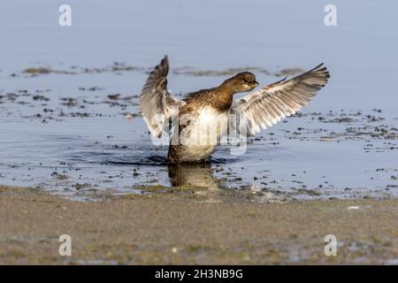 Der Rattenschnabel-Grebe auf dem See Stockfoto