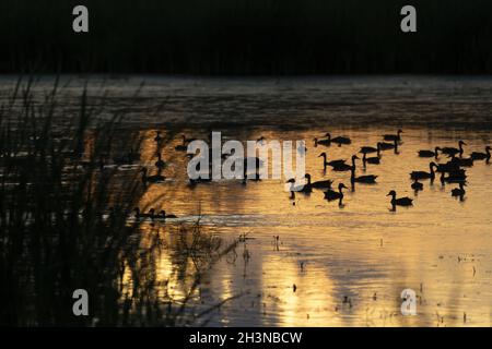 Entenschar auf dem See bei Sonnenuntergang Stockfoto