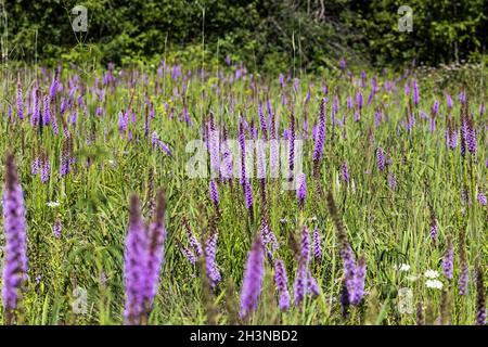 Drei englische Namen Blumen - gepunktete Gayfeather Stockfoto