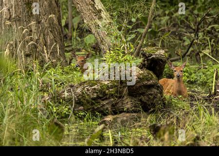 Der Weißschwanzhirsch. Natürliche Szene aus dem Wisconsin State Forest. Stockfoto