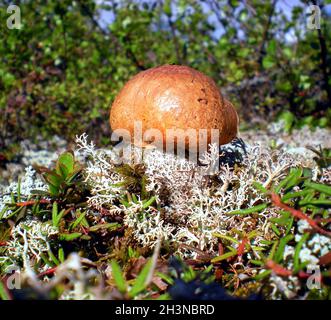 Große Pilze im Gras im Taigawald. Stockfoto