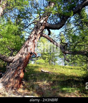 Taiga im russischen Norden. Nadelwald Anfang September im Norden. Stockfoto