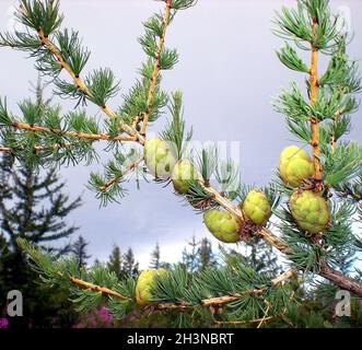 Junge Beulen auf den Zweigen des Weihnachtsbaums. Blütennadeln. Stockfoto