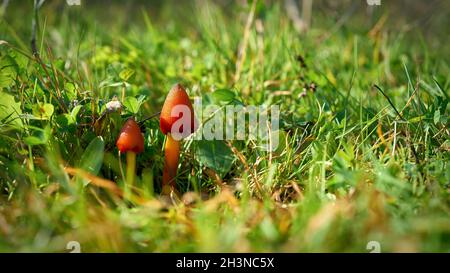 Hexenhut (Hygrocybe conica) auf einer Wiese in einem Park im Herbst Stockfoto