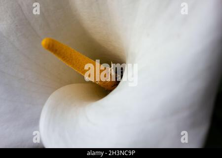 Kleine weiße Spinne auf dem gelben Kegel der Arumlilienblüte. Stockfoto