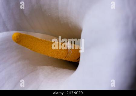 Kleine weiße Spinne, die auf dem gelben Staubblatt der Arumlilie auf ihre Beute wartet. Stockfoto