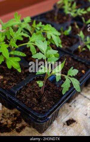 Tomatensämlinge, die in Kompost in einer Sämlingschale gepflanzt wurden Stockfoto