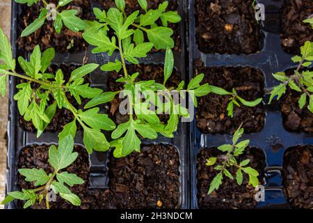 Tomatensämlinge in einem Sämlingbehälter Stockfoto