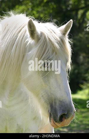 Großes weißes Shire-Pferd im Portrait-Aspekt Stockfoto