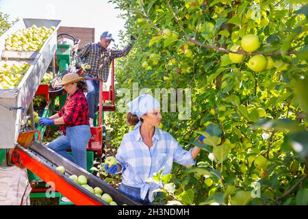 Bäuerin pflücken reife Äpfel auf der Ernteplattform im Garten Stockfoto