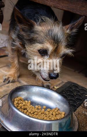 Kleiner Yorkshire Terrier Welpe ist damit beschäftigt, Essen aus einer Metallschüssel zu essen Stockfoto