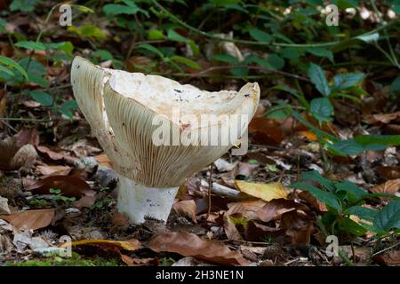 Ungenießbarer Pilz Lactifluus vellereus im Buchenwald. Bekannt als flauschige Milchkappe. In den Blättern wächst wilder Pilz. Stockfoto