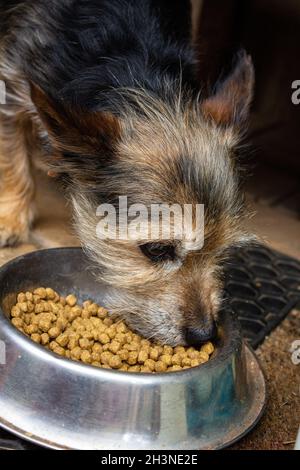 Kleiner Yorkshire Terrier Welpe ist damit beschäftigt, Essen aus einer Metallschüssel zu essen Stockfoto