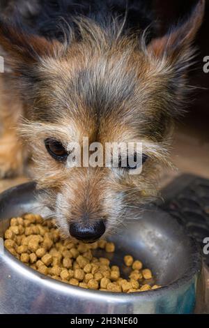 Kleiner Yorkshire Terrier Welpe ist damit beschäftigt, Essen aus einer Metallschüssel zu essen Stockfoto