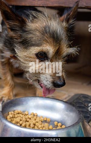 Kleiner Yorkshire Terrier Welpe ist damit beschäftigt, Essen aus einer Metallschüssel zu essen Stockfoto