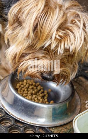 Yorkshire Terrier ist damit beschäftigt, Hundefutter aus einer Schüssel zu essen. Stockfoto