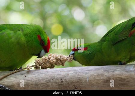 Ein Paar rot gekrönter Sittiche (Kākāriki), die sich in Zealandia, Wellington, Neuseeland, eine Hirse teilen Stockfoto