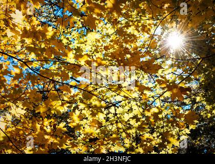 Sonnenlicht erzeugt einen Sonneneinbruch unter den Ahornblättern in all ihrer Herbstpracht. Stockfoto