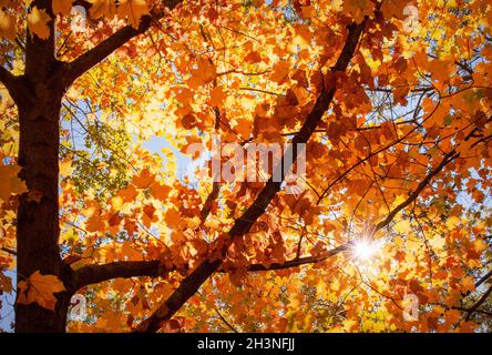 Sonnenlicht erzeugt einen Sonneneinbruch unter den Ahornblättern in all ihrer Herbstpracht. Stockfoto